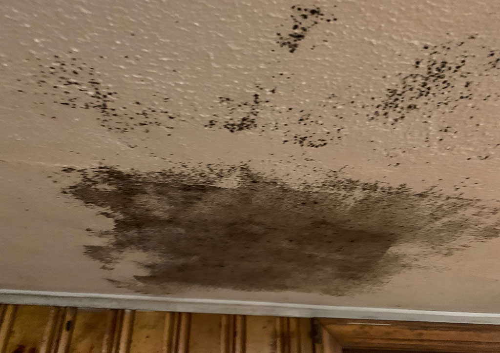 Mold Mitigation Services