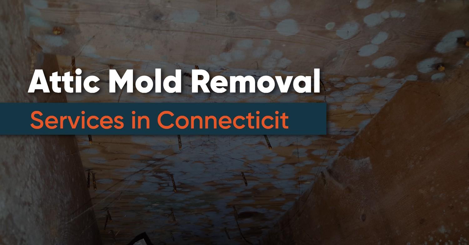 Attic Black Mold Removal Services in Connecticut