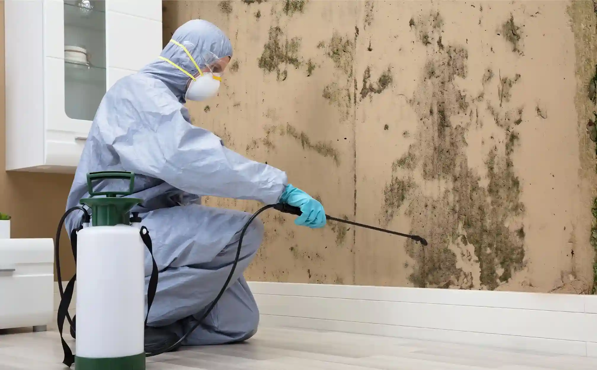 Mold Remediation Riverside