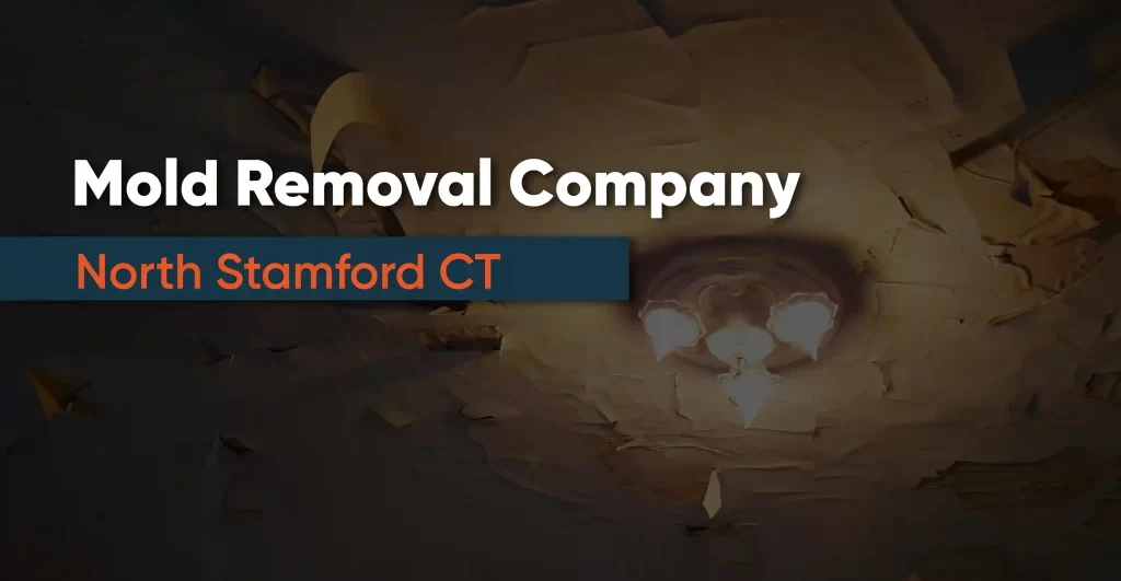 Mold Removal Company North Stamford CT