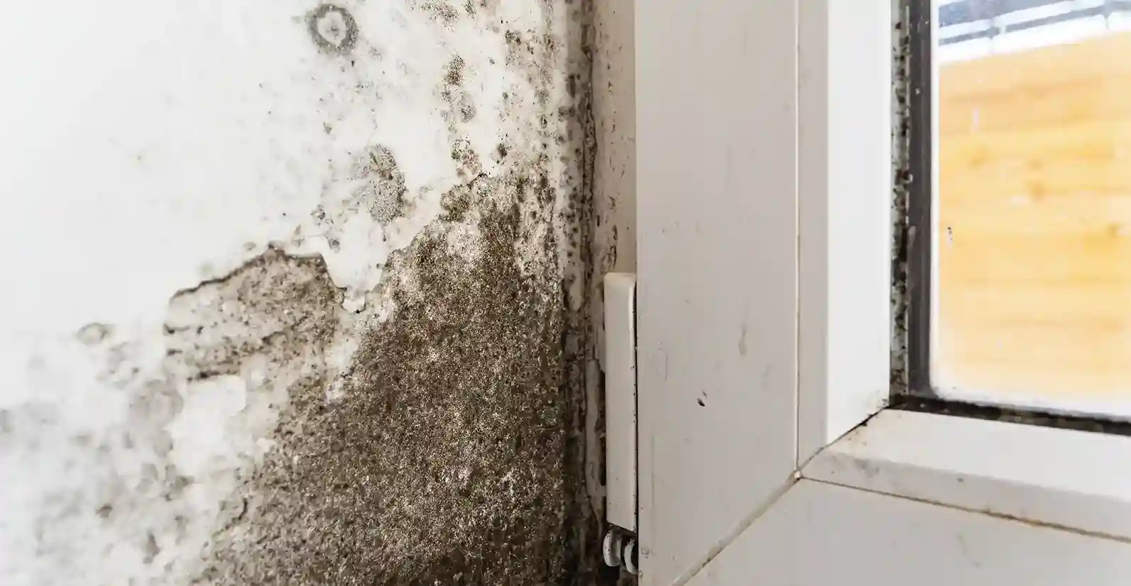 Mold Removal Company North Stamford