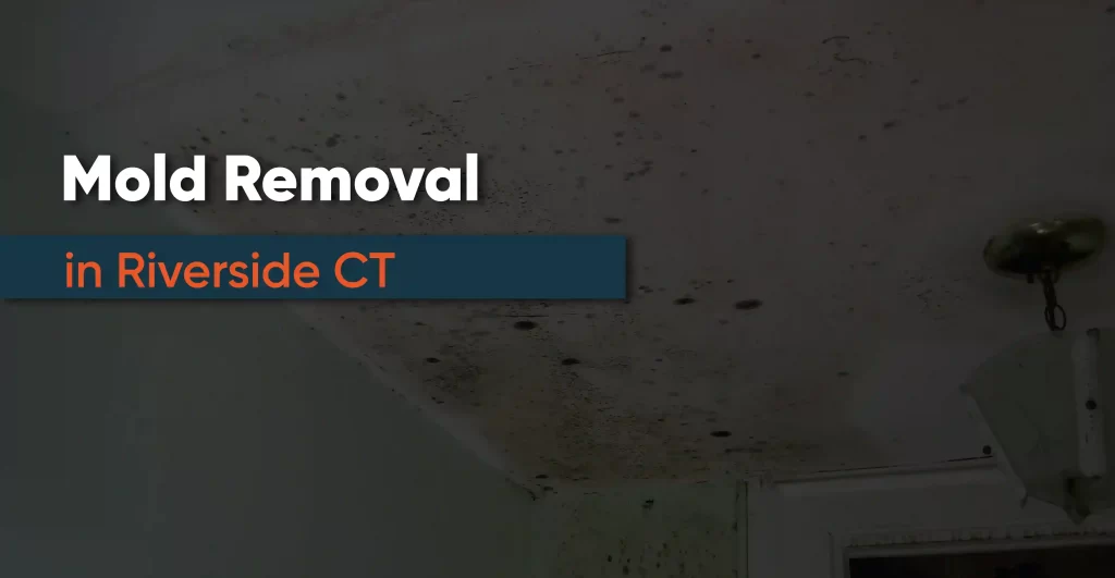 Mold Removal in Riverside CT